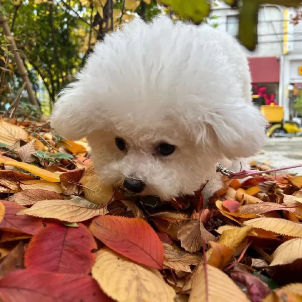 regalo bichon cuccioli meravigliosi ! 