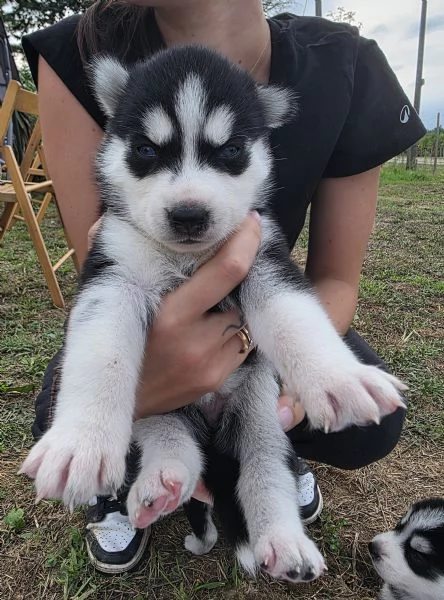 Cuccioli [hidden]  | Foto 6