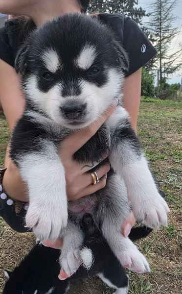 Cuccioli [hidden]  | Foto 5