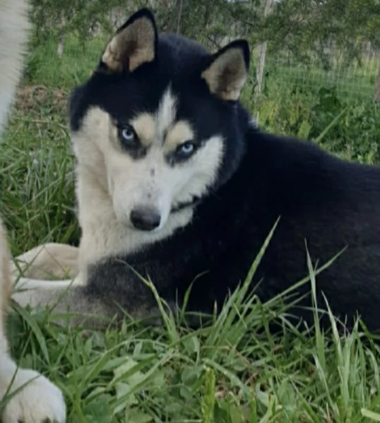 Cuccioli [hidden]  | Foto 4