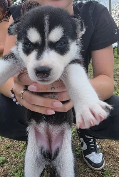 Cuccioli [hidden]  | Foto 3