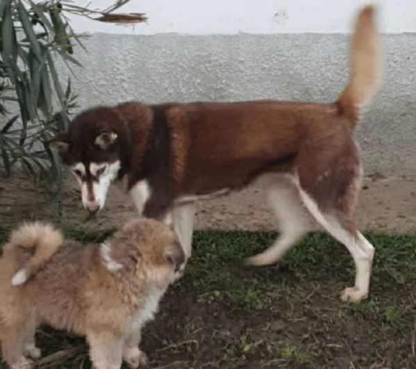 Cuccioli [hidden]  | Foto 2