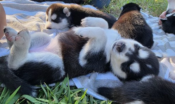 Cuccioli [hidden]  | Foto 1