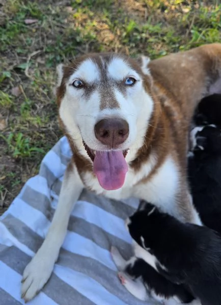 Cuccioli [hidden]  | Foto 0