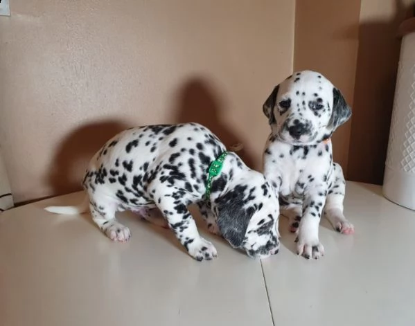 stupendi cuccioli di dalmata