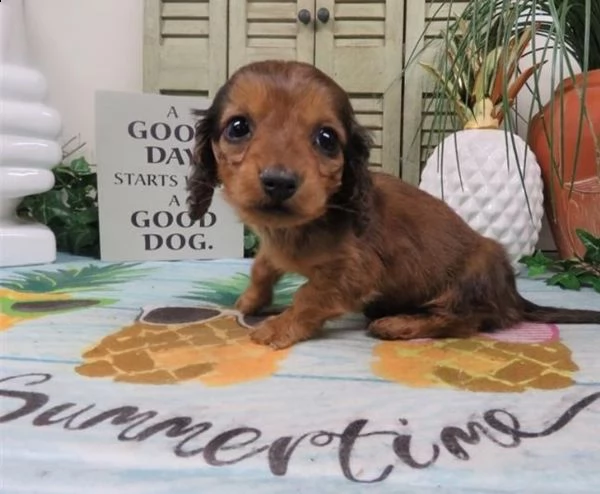  regalo adorabili cuccioli  bassotto femminucce e maschietti disponibili