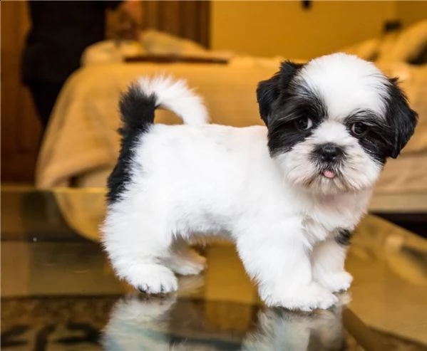 shih tzu
