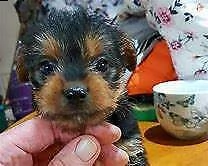 bellissimo cucciolo di mixs york shire mini toy