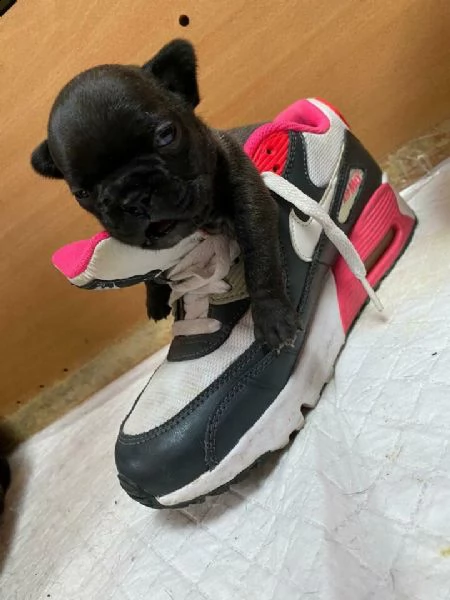 cuccioli di bulldog francese,