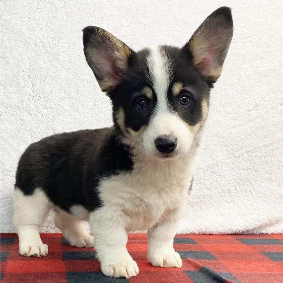 regalo chihuahua cuccioli introvabili cuccioli di chihuahua intelligenti e dolcissimi attaccati al p