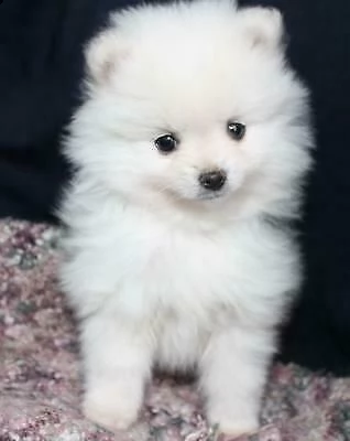  cuccioli di spitz di pomerania toy 
