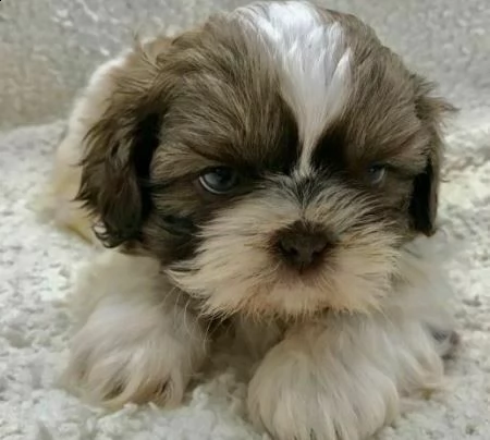  cuccioli di shitzu 