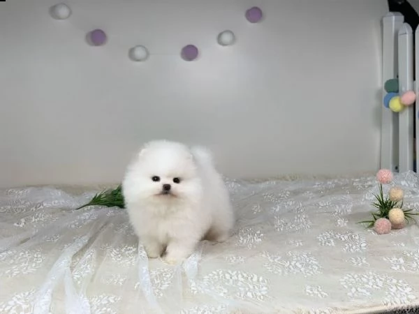 cucciolo di pomerania in adozione | Foto 1