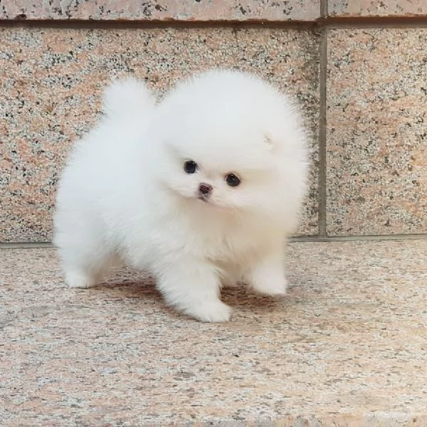 cucciolo di pomerania in adozione
