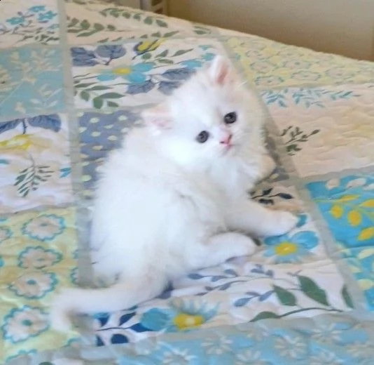 simpatici gattini di munchkin