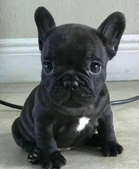 giocosi cuccioletti di bulldog francese