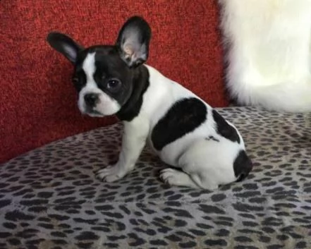 disponiamo di dolcissimi cuccioletti di bulldog francese