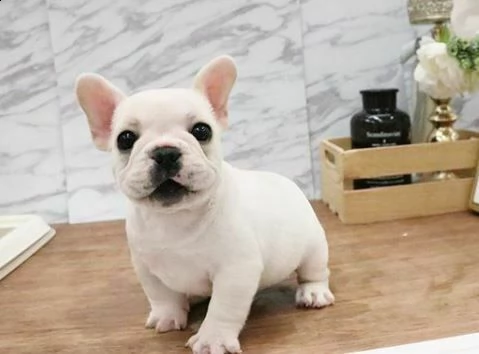 cuccioli di bulldog francese /