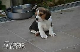 cucciolo di bigol inteligentissimo vivacissimo