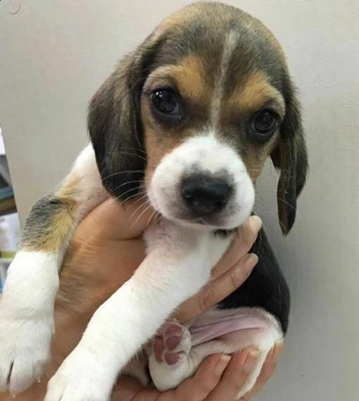  cuccioli di beagle 