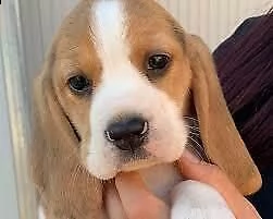 esterrefatti cucciolini di beagle, di 90 giorni