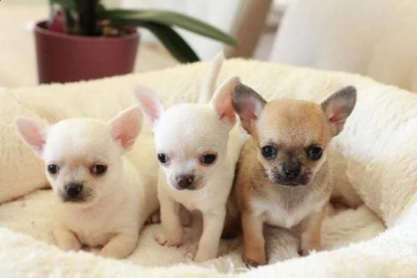 pincher chihuahua mini toy sia maschi e femmina