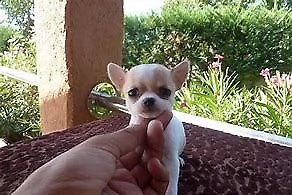  cucciolo di pincher chihuahua mini toy 