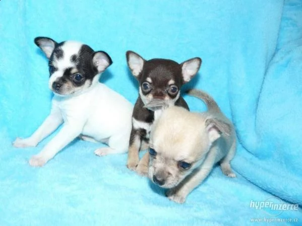  cuccioletto di pincher chihuahua 