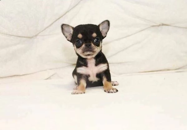 disponibilità di cuccioli chihuahua di giorni 75