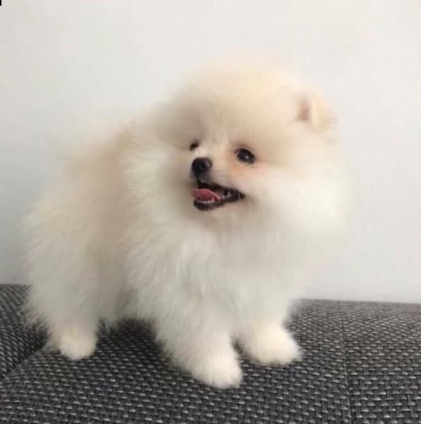 cuccioli di spitz di pomerania, di 70 giorni