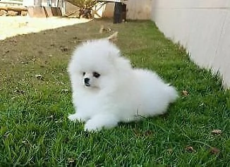 cuccioli di spitz di pomerania 