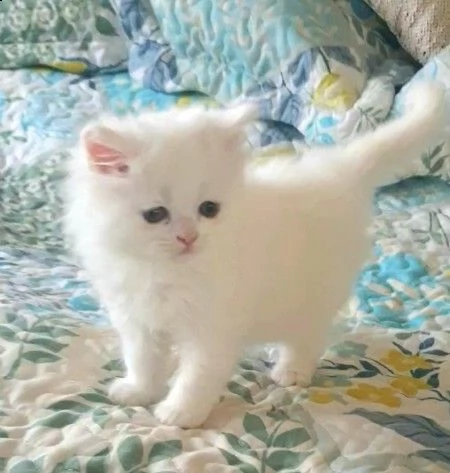 ultimo prenotazione di munchkin gattini | Foto 1