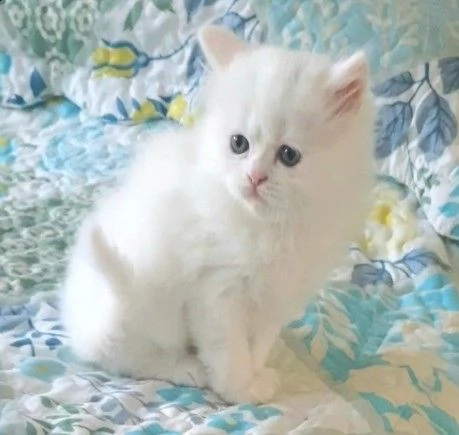 ultimo prenotazione di munchkin gattini