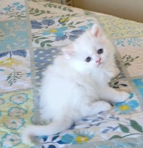 ultimo prenotazione di munchkin gattini | Foto 0