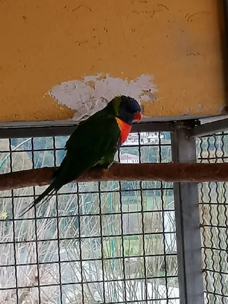 ara e altre insieme | Foto 2