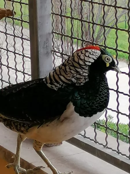 ara e altre insieme | Foto 1