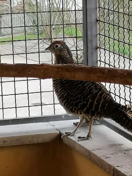 ara e altre insieme | Foto 0