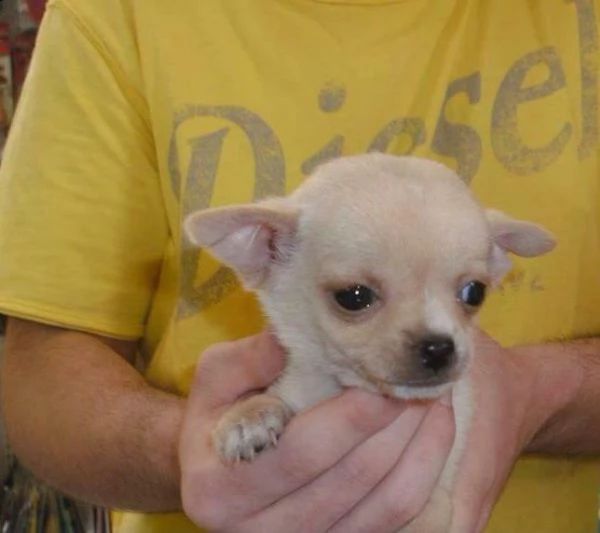  cuccioli di chihuahua toy 