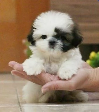  cuccioli di shitzu 