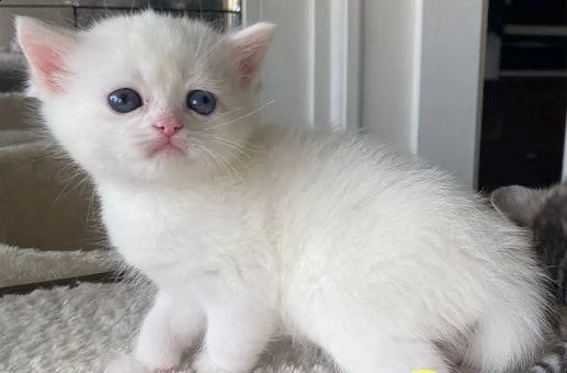 socievole gattini munchkin