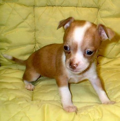  cuccioli di pincher chihuahua toy 