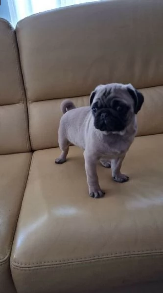  carlino  maschio e femmina