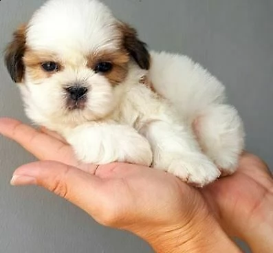  cuccioli di shitzu toy 