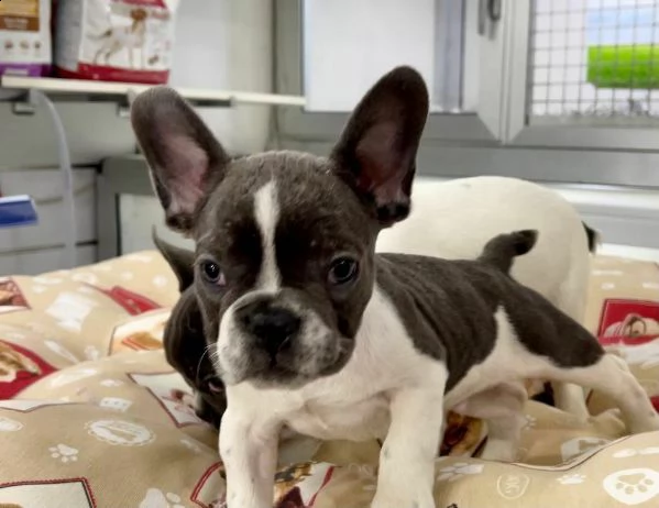  bulldog francese, di due mesi e mezzo