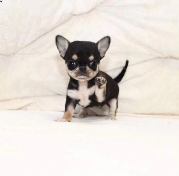 disponiamo dei docili cucciolini di chihuahua toy