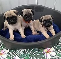  cuccioletto di carlino eccellentissimo 