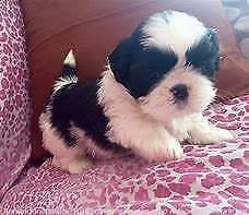  cucciolata di shitzu mini toy 