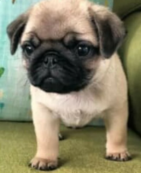 disponibili cuccioli di carlino hanno due mesi