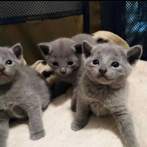 cucciata di blu di russo