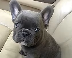 cuccioli di bull dog francese 
